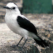 Pied Water Tyrant