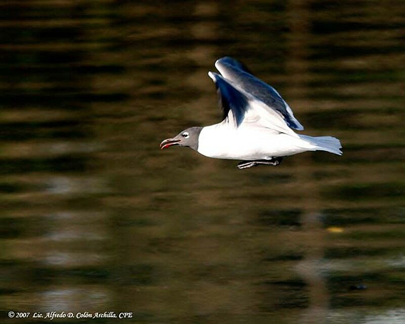 Mouette atricille