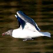 Mouette atricille