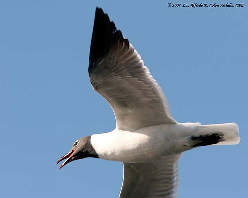 Laughing Gull