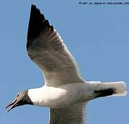 Mouette atricille