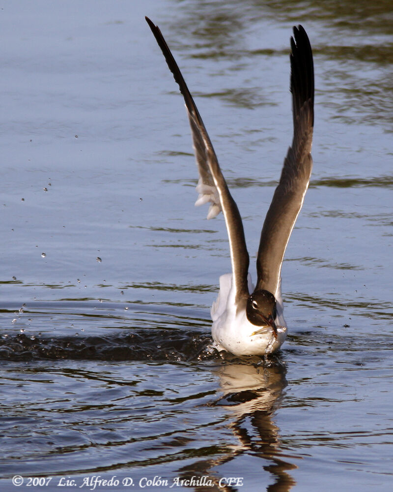 Laughing Gull