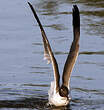 Mouette atricille