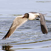 Mouette atricille