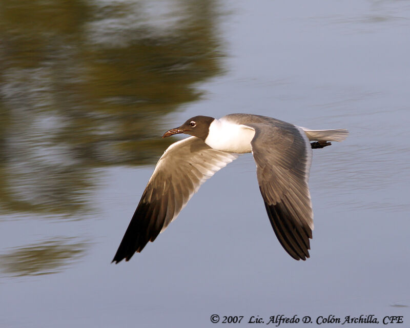 Mouette atricille