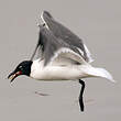 Mouette atricille