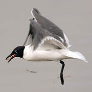 Laughing Gull