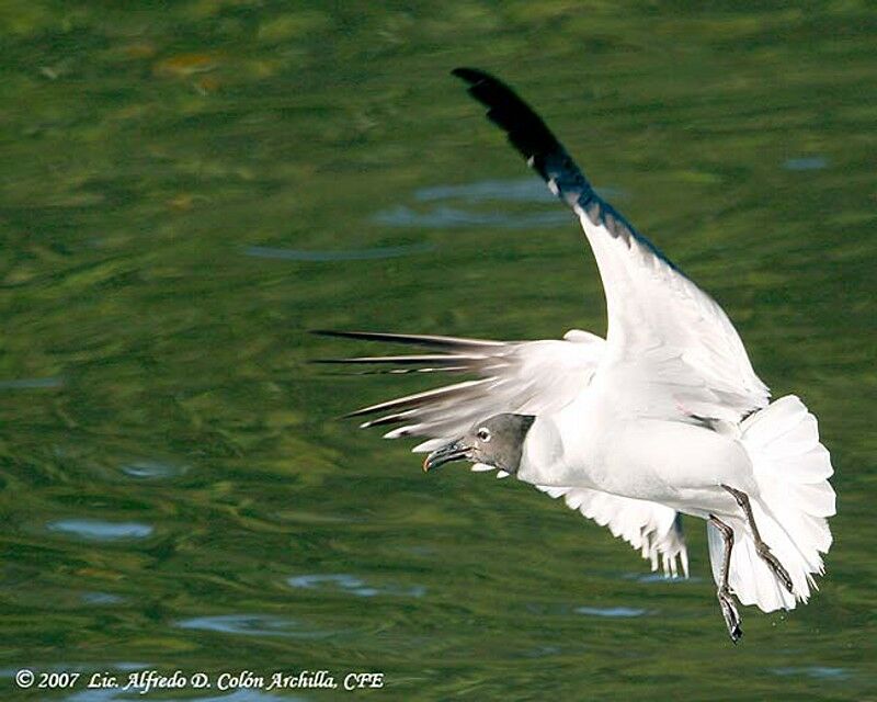 Laughing Gull