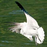 Mouette atricille