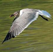 Mouette atricille