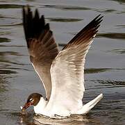 Laughing Gull