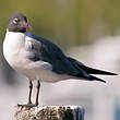 Mouette atricille