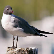 Laughing Gull