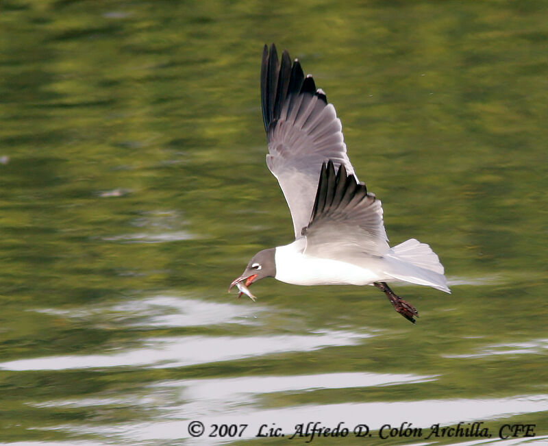 Laughing Gull