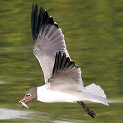 Laughing Gull