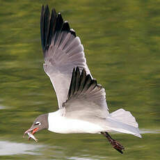 Mouette atricille