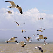 Mouette atricille