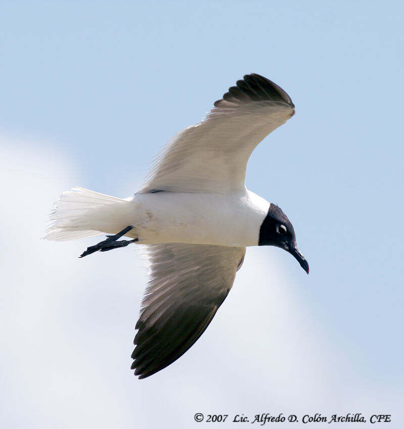 Mouette atricille