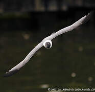 Laughing Gull