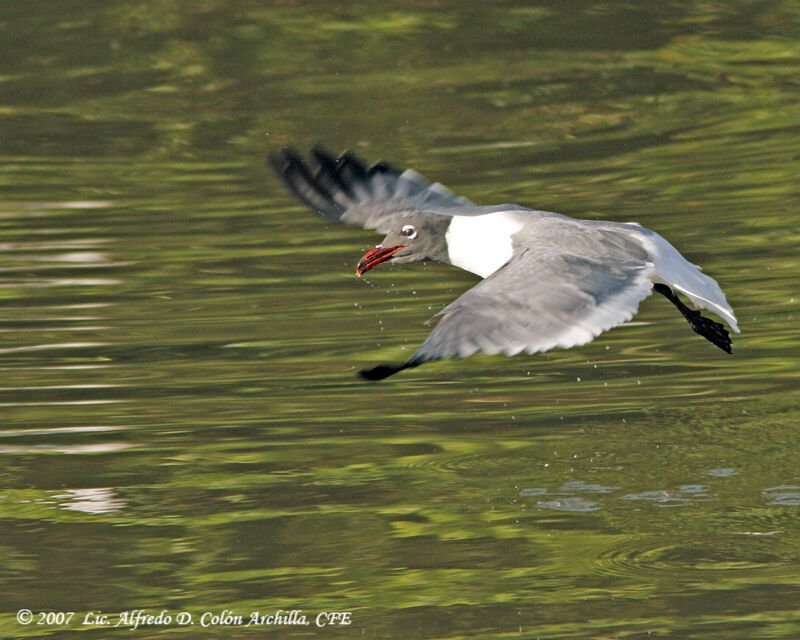 Laughing Gull