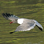 Laughing Gull