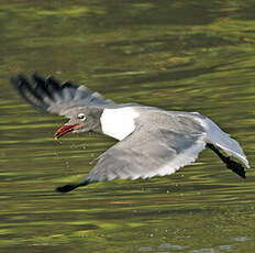 Mouette atricille