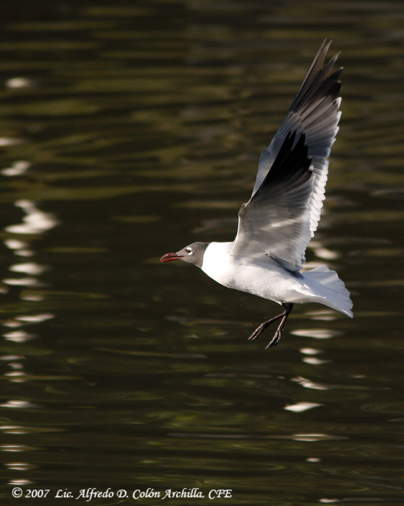 Mouette atricille