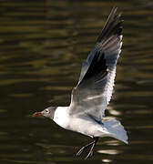 Laughing Gull