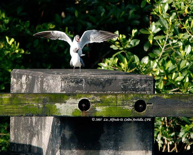 Laughing Gull