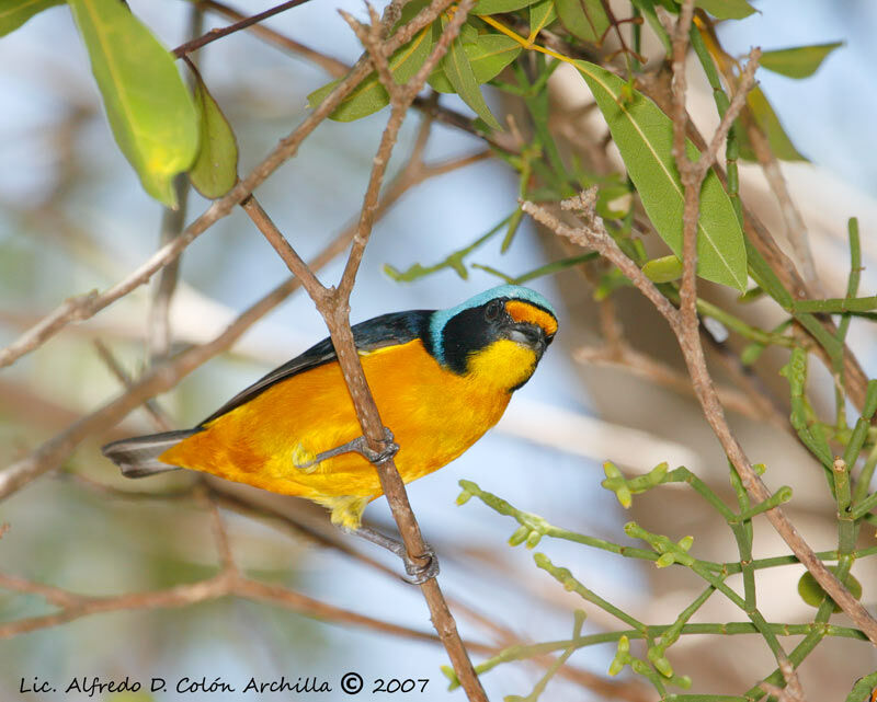 Puerto Rican Euphonia