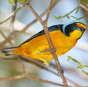 Puerto Rican Euphonia