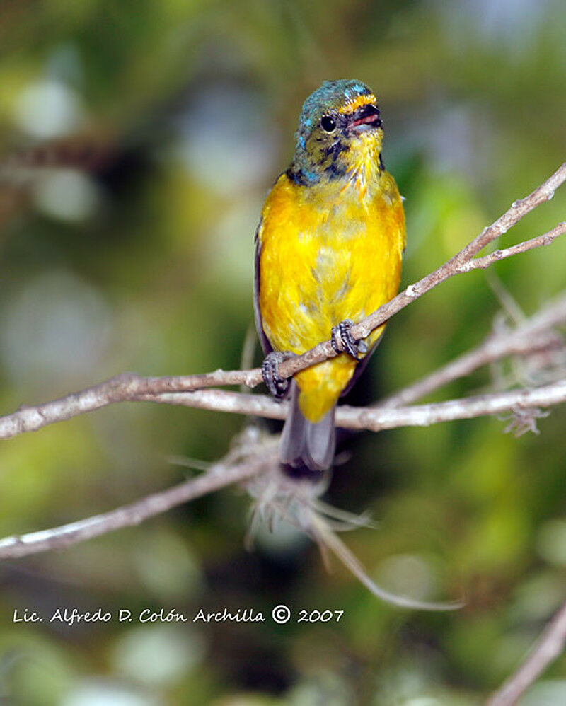 Puerto Rican Euphonia