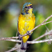 Puerto Rican Euphonia