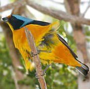 Puerto Rican Euphonia