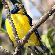 Puerto Rican Euphonia