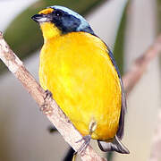 Puerto Rican Euphonia