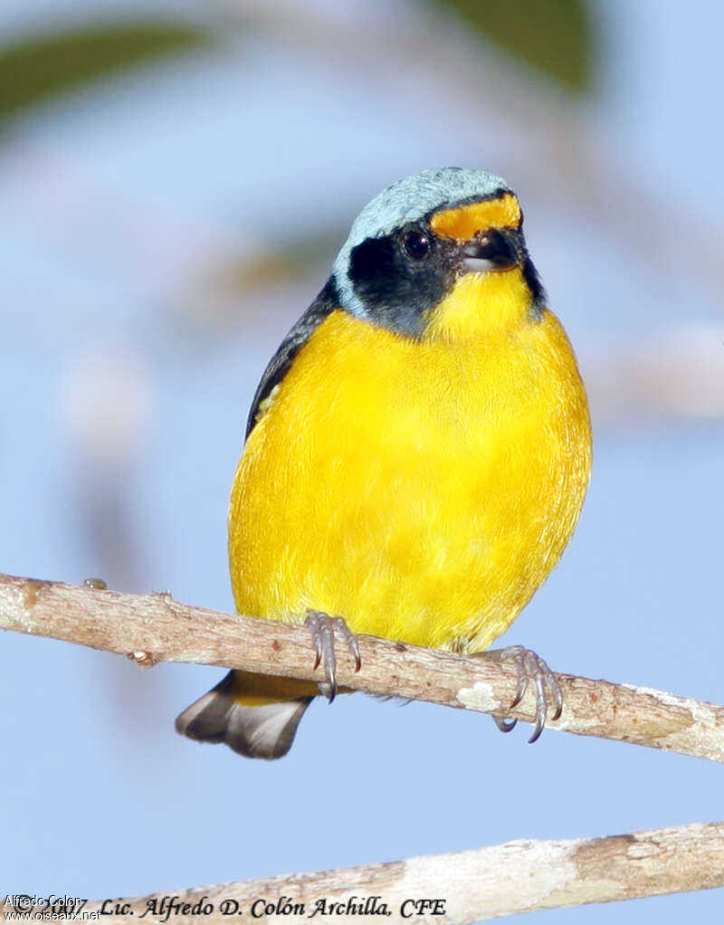 Puerto Rican Euphonia