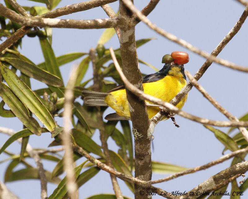 Puerto Rican Euphonia