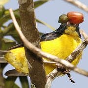 Puerto Rican Euphonia