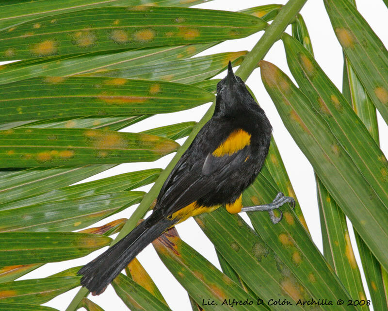 Puerto Rican Oriole