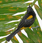 Oriole de Porto Rico