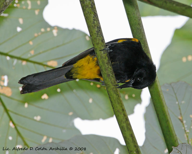 Oriole de Porto Rico