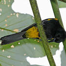 Oriole de Porto Rico