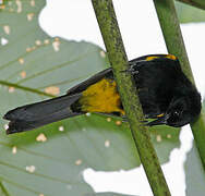 Oriole de Porto Rico