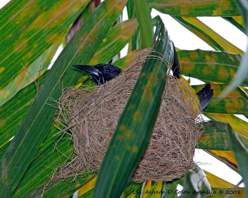 Puerto Rican Oriole