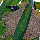 Oriole de Porto Rico