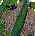 Oriole de Porto Rico