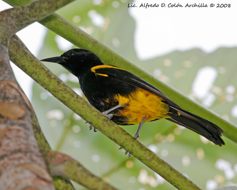 Puerto Rican Oriole