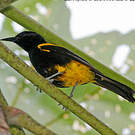 Oriole de Porto Rico