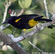 Oriole de Porto Rico